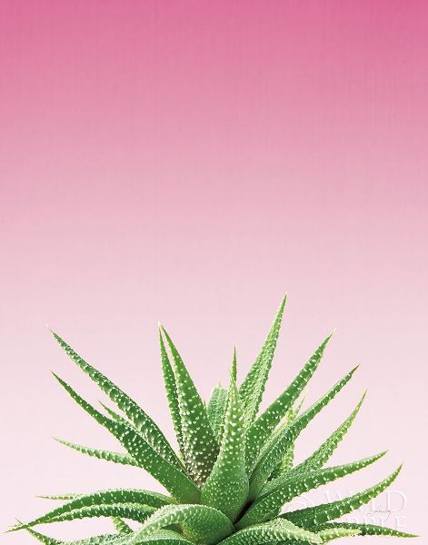 Succulent Simplicity I Pink Ombre Crop