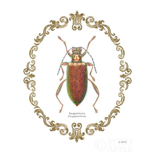 Adorning Coleoptera VI