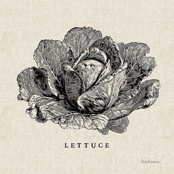 Burlap Vegetable BW Sketch Lettuce