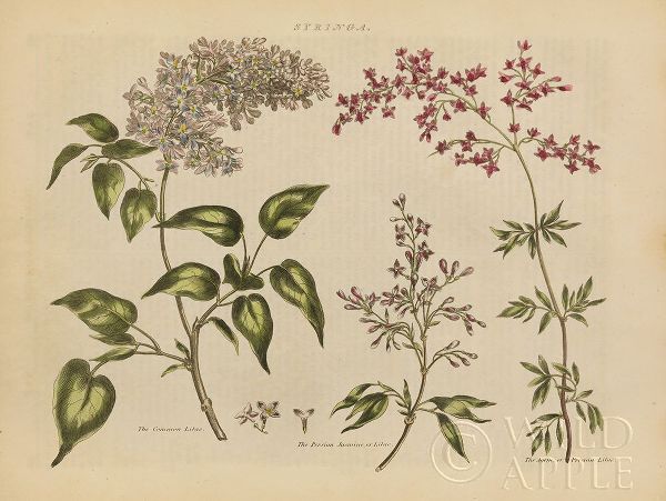 Herbal Botanical I