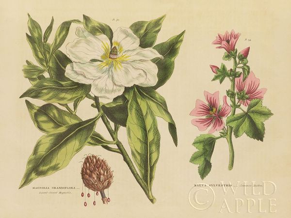 Herbal Botanical II