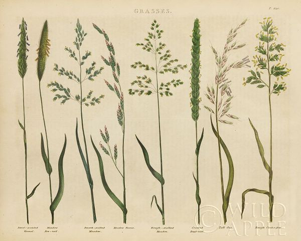 Herbal Botanical VII
