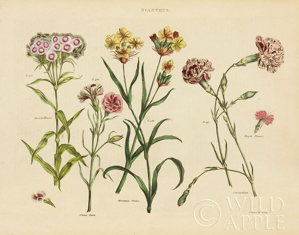 Herbal Botanical VIII