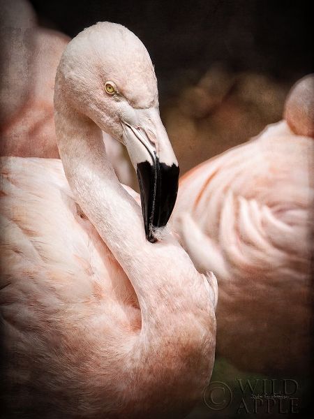 Chilean Flamingo II