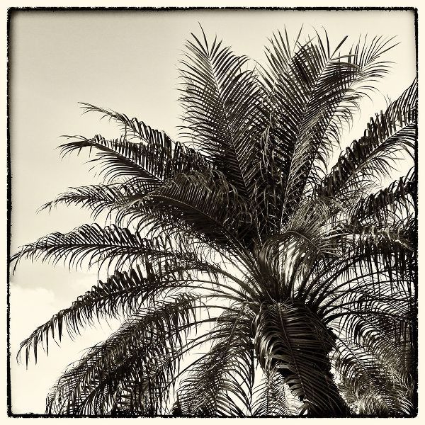 Palm Tree Sepia I