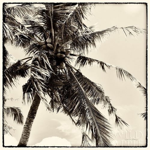 Palm Tree Sepia II