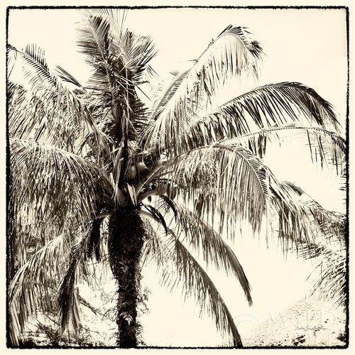 Palm Tree Sepia III