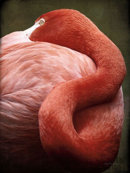 Caribbean Flamingo I