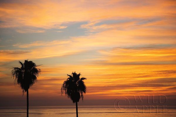Sunset Palms III
