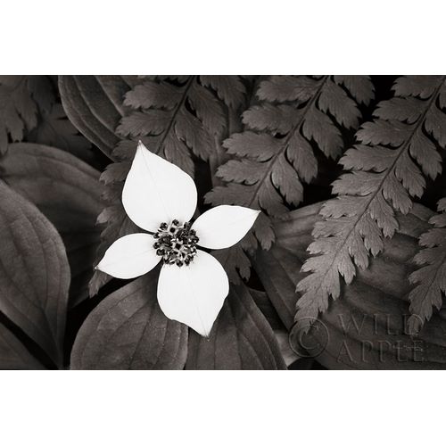Bunchberry and Ferns I BW