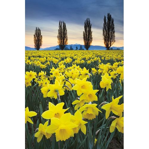 Skagit Valley Daffodils I