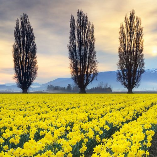 Skagit Valley Daffodils II