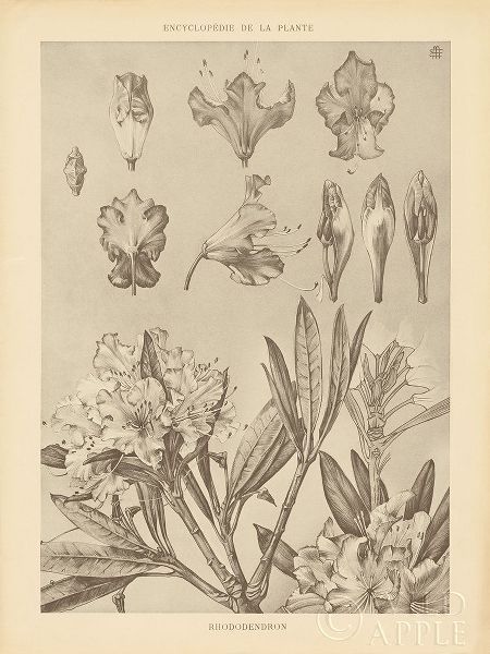 Lithograph Florals IV