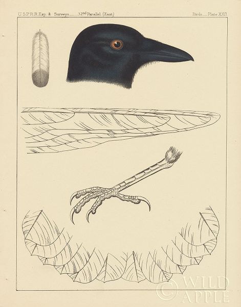 Bird Prints I