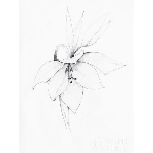 Graphite Floral III