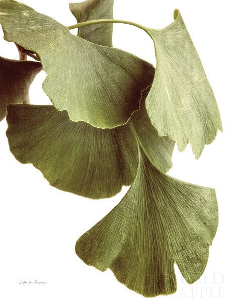 Ginko Color on White