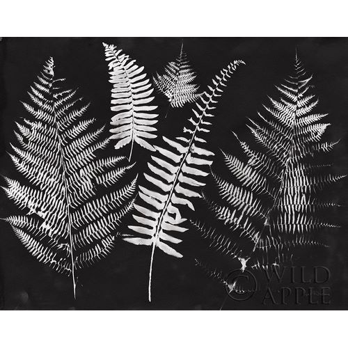Nature by the Lake Ferns I Black Crop