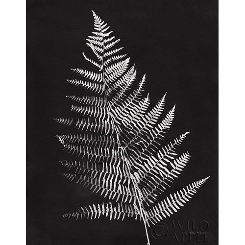 Nature by the Lake Ferns VI Black Crop