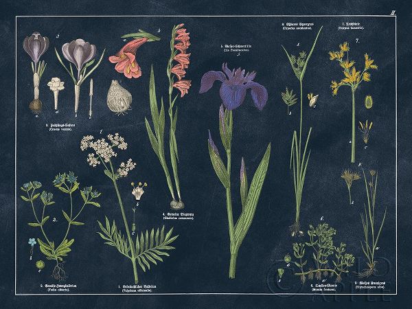 Botanical Floral Chart II Dark Blue