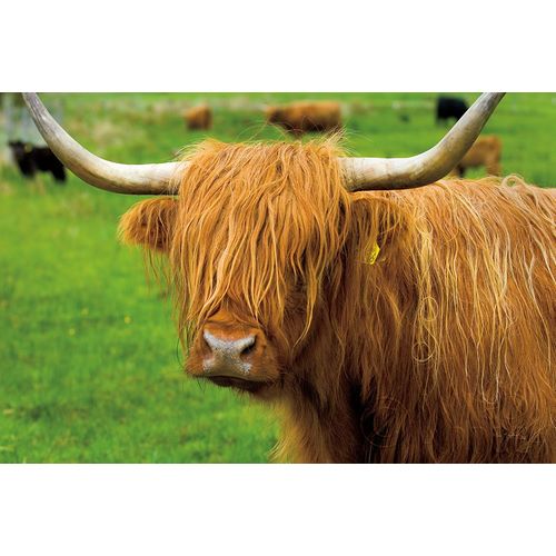 Scottish Highland Cattle I