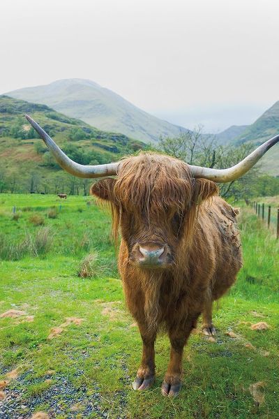 Scottish Highland Cattle VI