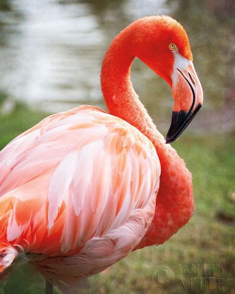 Flamingo I