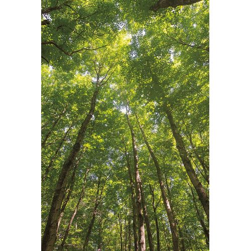 Hardwood Forest Canopy II