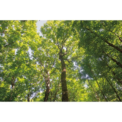 Hardwood Forest Canopy III