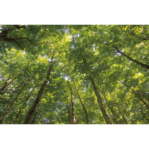 Hardwood Forest Canopy IV