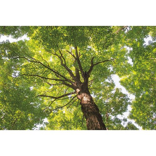 Hardwood Forest Canopy V