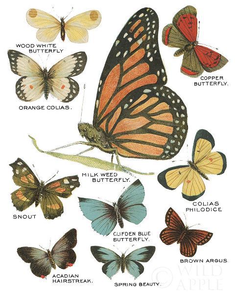 Botanical Butterflies Postcard II White