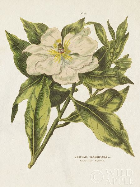 Herbal Botanical II Flower