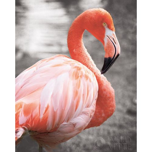 Flamingo I on BW