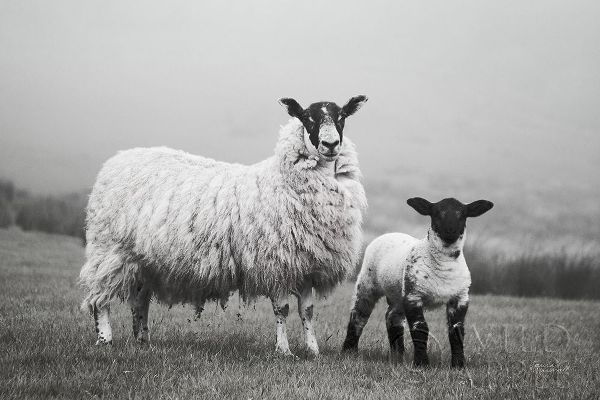 Islay Sheep I