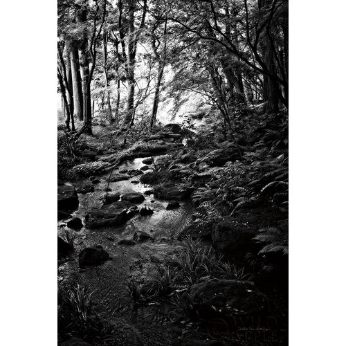 Lush Creek in Forest BW