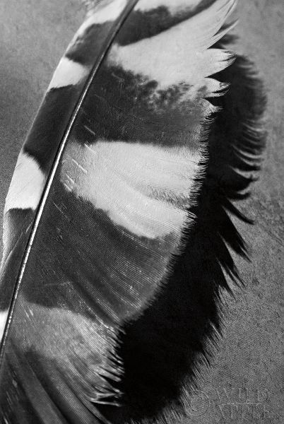 Feather Shadow I