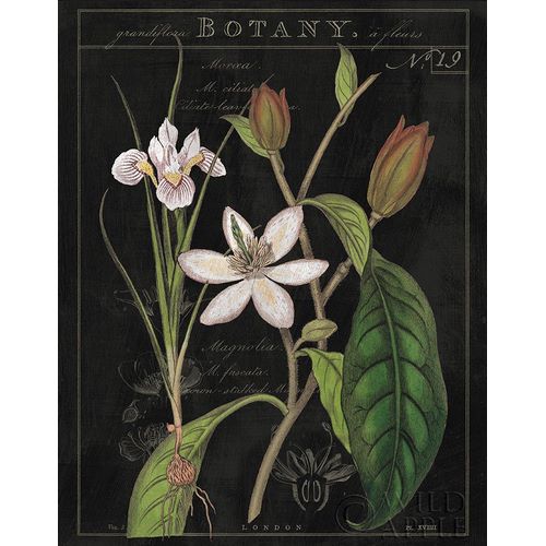 Vintage White Flora III