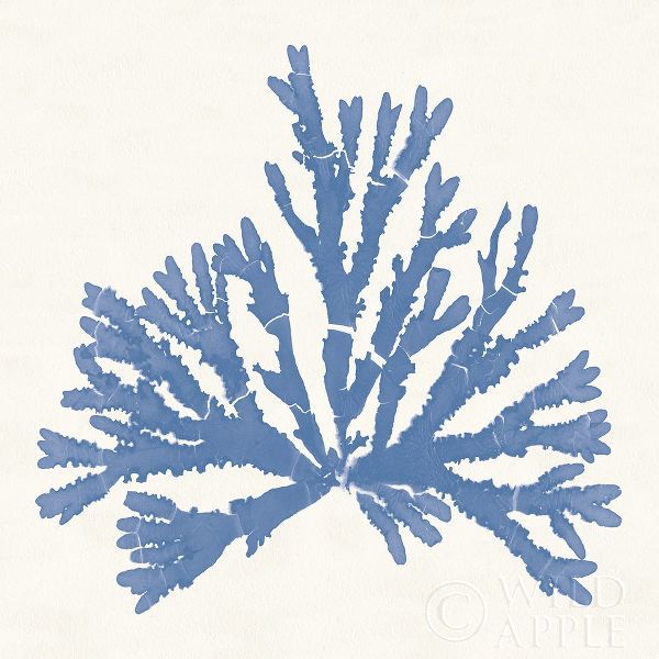 Pacific Sea Mosses IV Light Blue