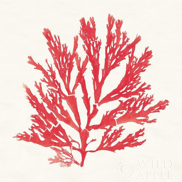 Pacific Sea Mosses I Red