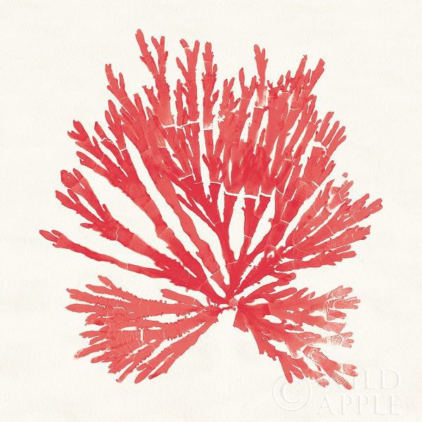 Pacific Sea Mosses II Red