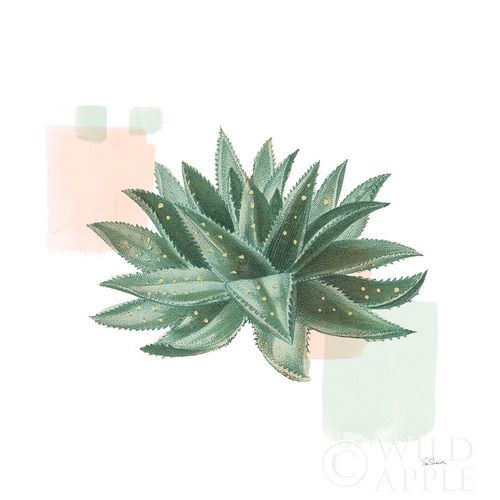 Desert Color Succulent II Mint