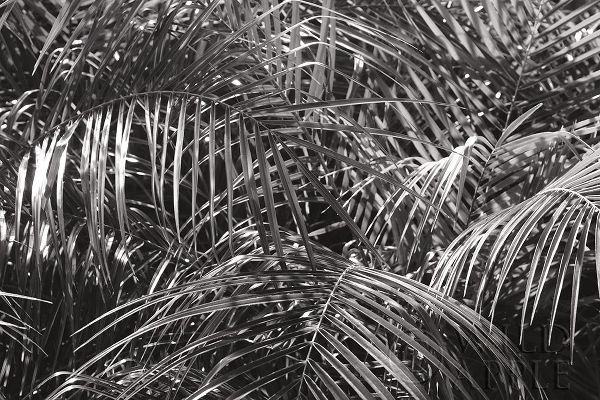 Tropical Fronds BW