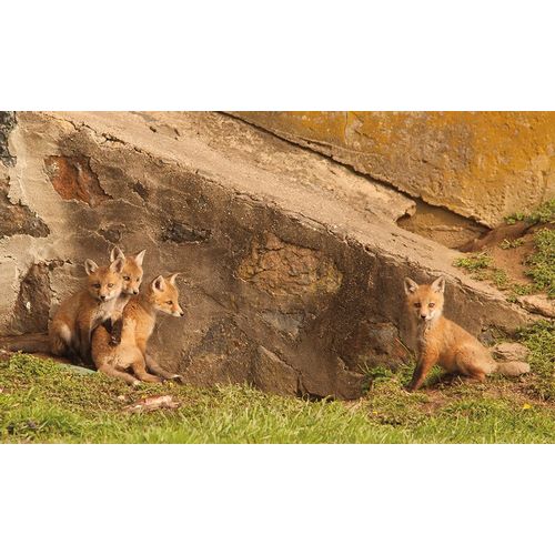Fox Cubs I