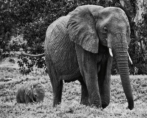 Mama and Baby Elephant I