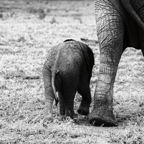 Mama and Baby Elephant II