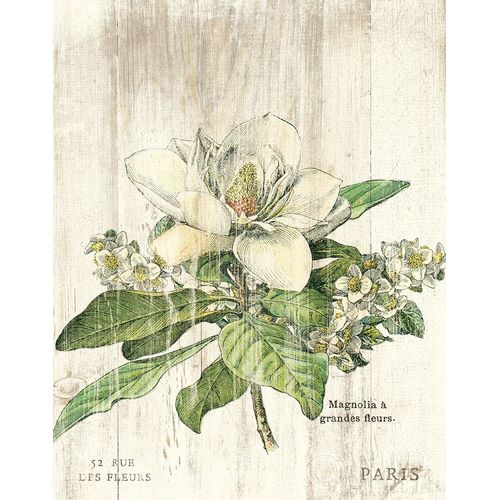 Magnolia de Printemps v2