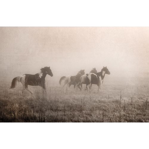 Paint Horses on the Run