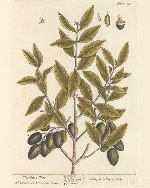 Olive Branch II
