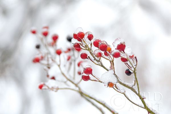 Winter Berries II