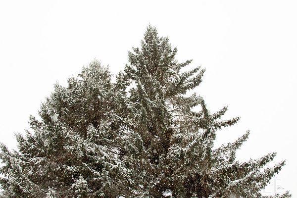 Snow on Treetops